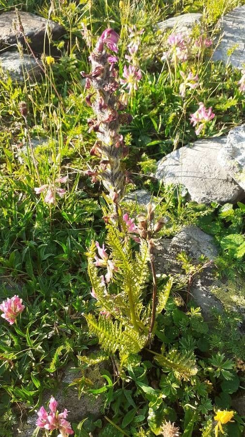 Pedicularis rostratospicata 17