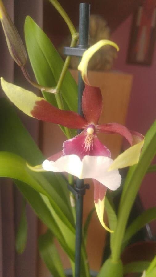 Phaius 5