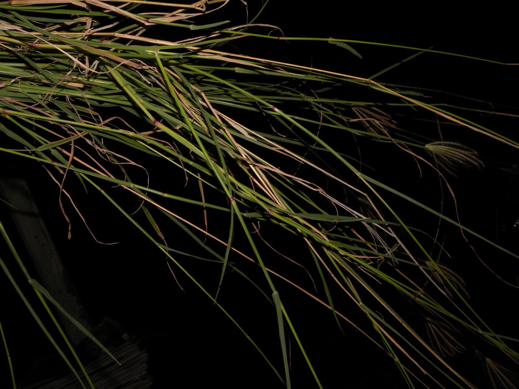Chloris barbata 21