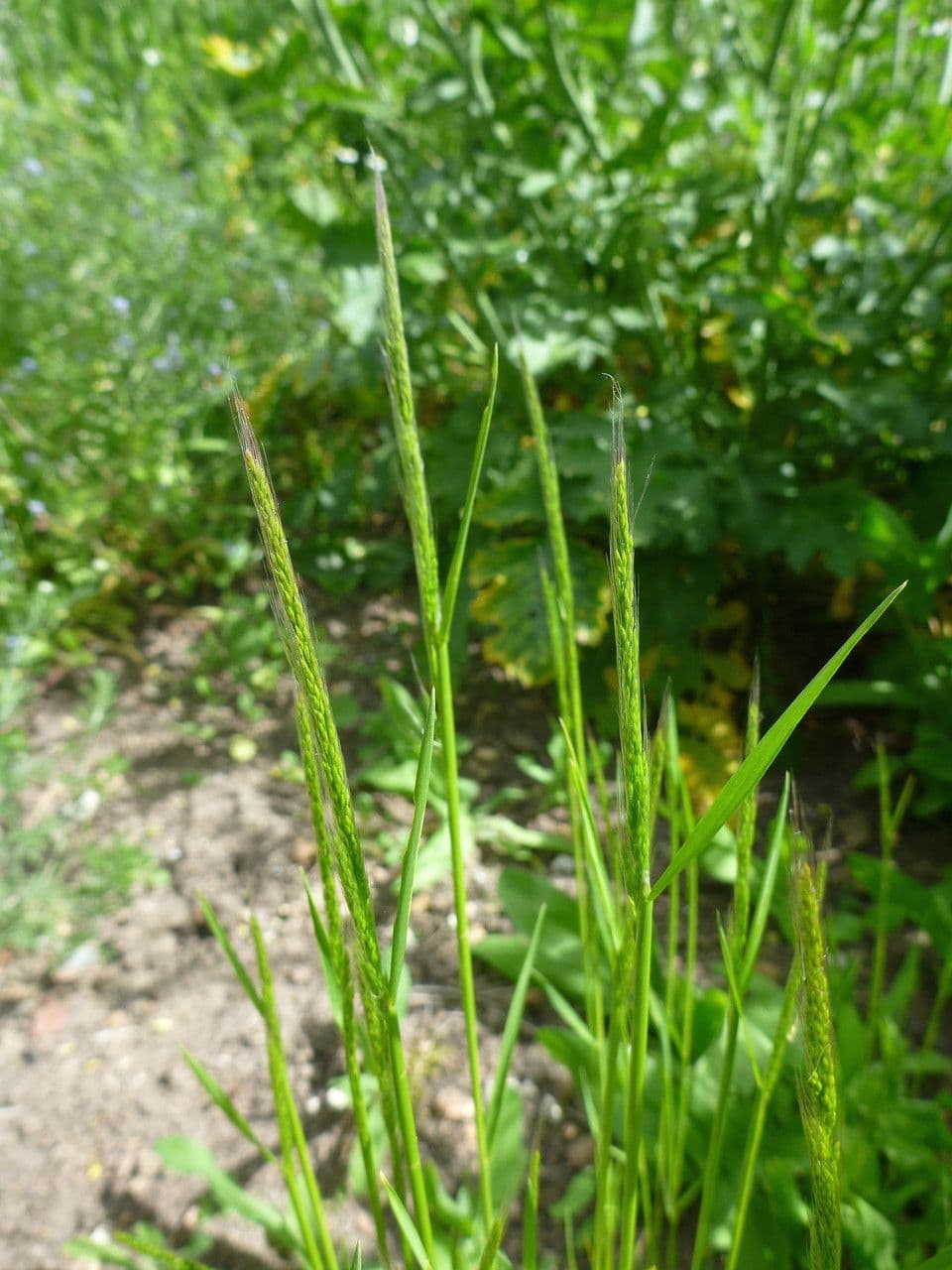 Apera interrupta 14