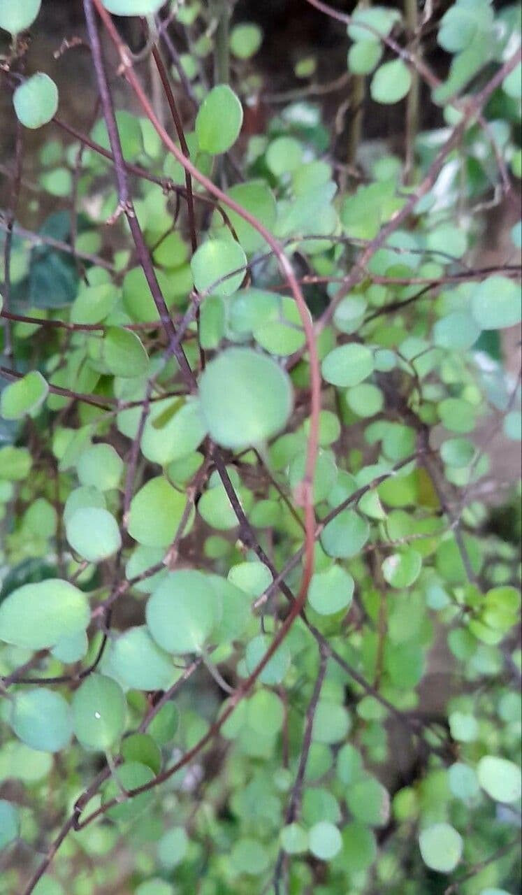 Muehlenbeckia complexa 12