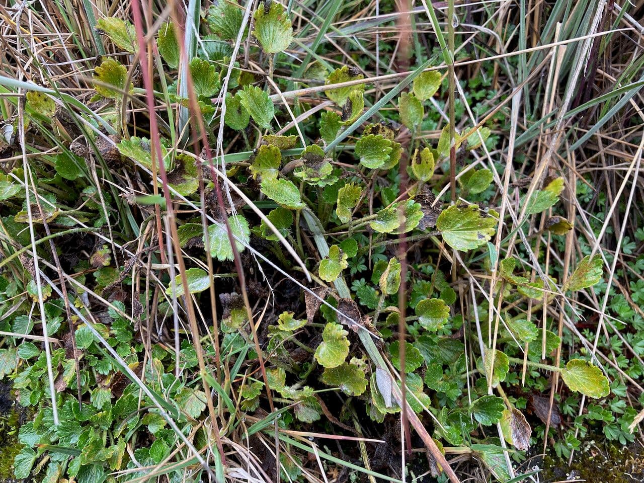 Azorella crenata 5