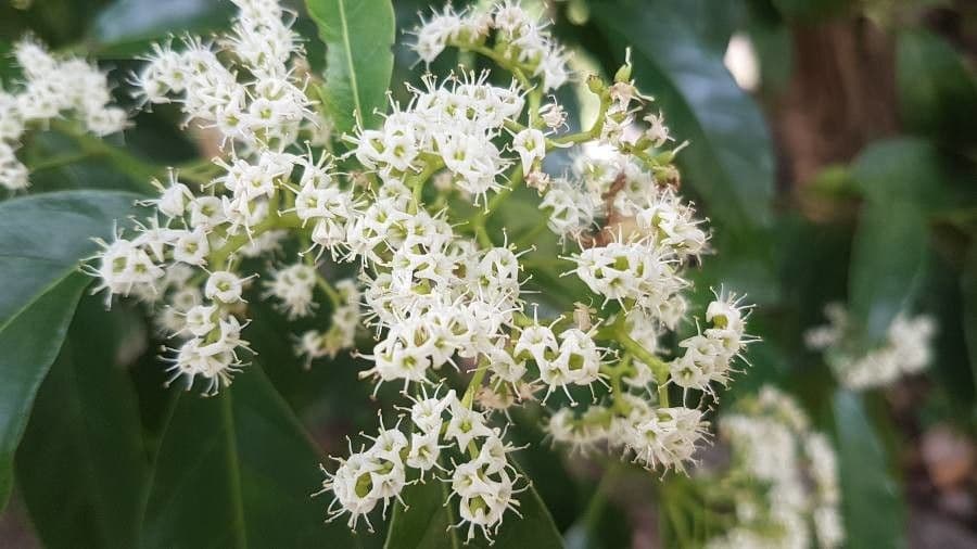 Ehretia 5