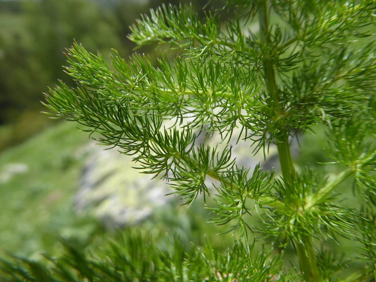Finocchiella 19