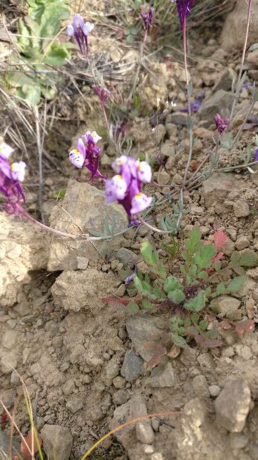 Linaria ametista 5