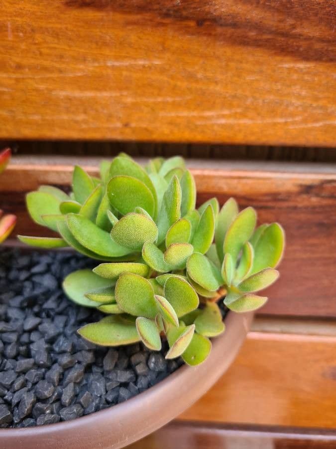 Crassula 8