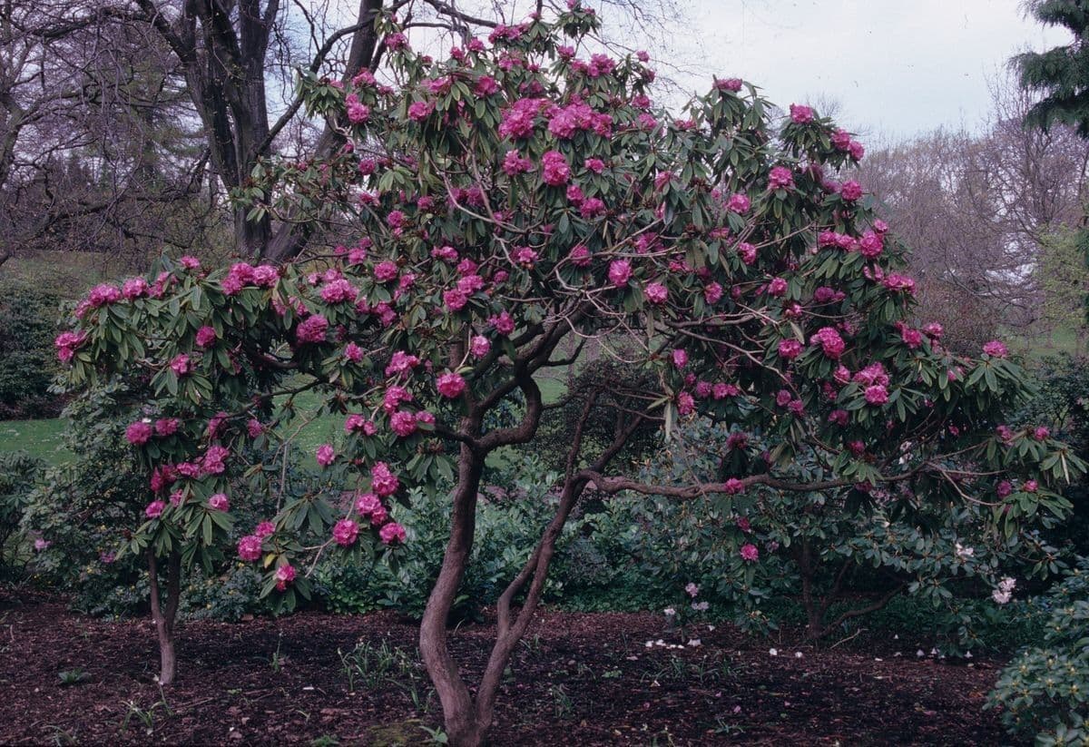 Rododendron anthosphaerum 7