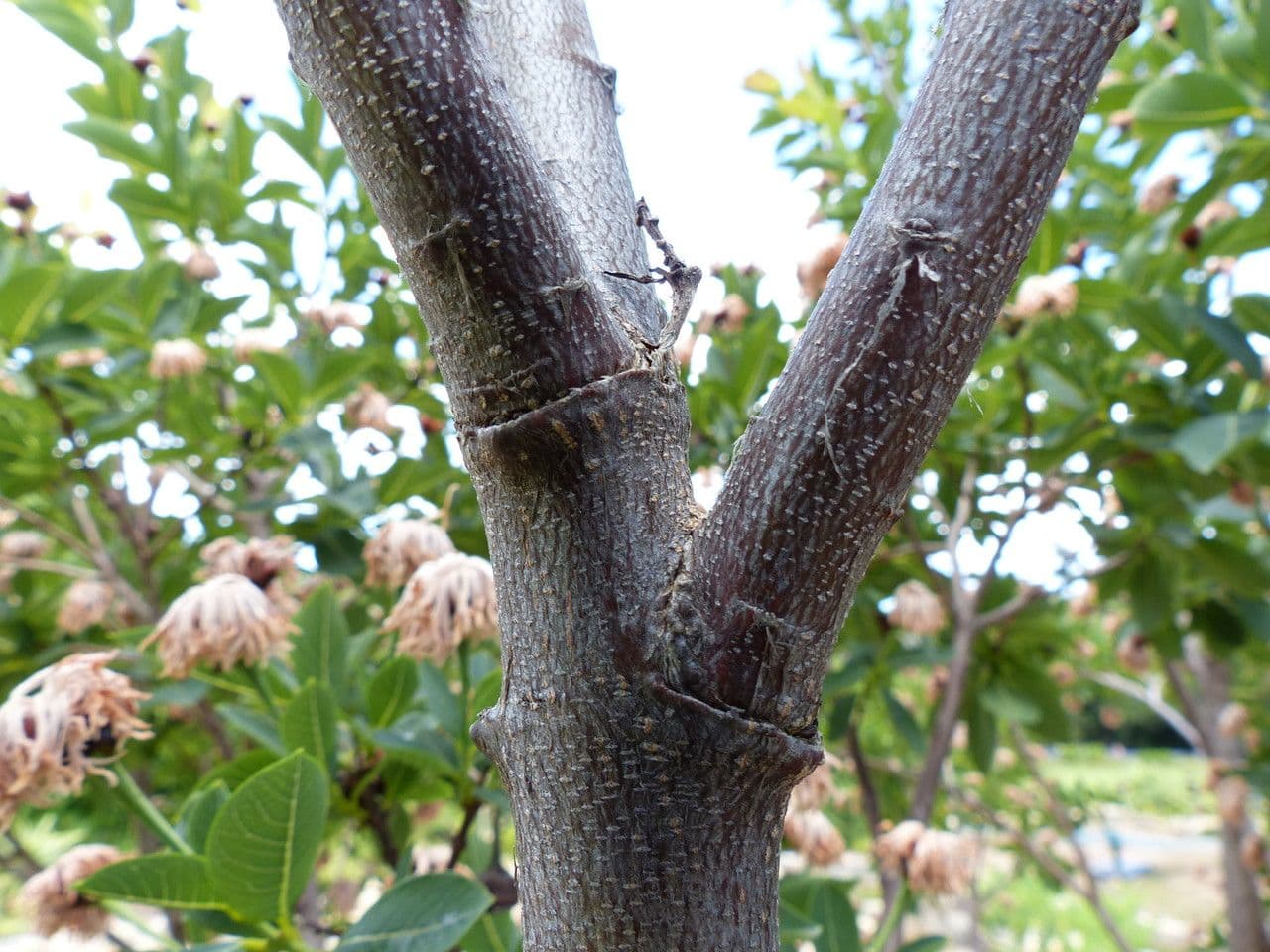 Dais cotinifolia 14