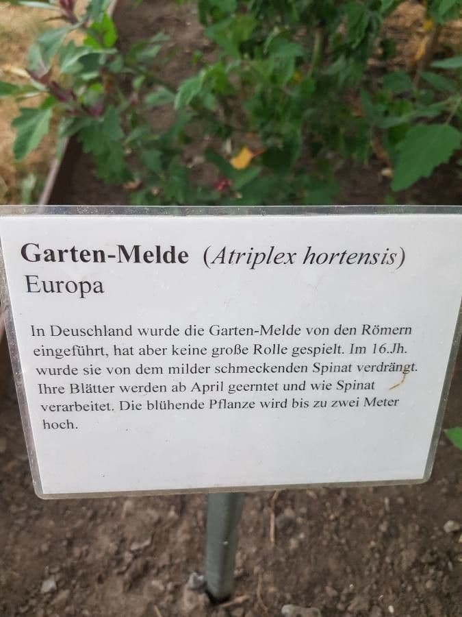 Atriplice ortense 30