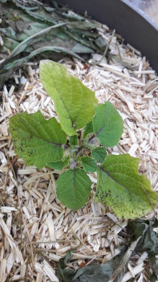 Physalis pubescent 11