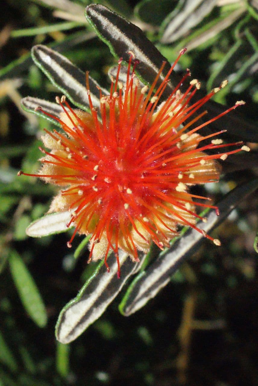 Diplolaena 3