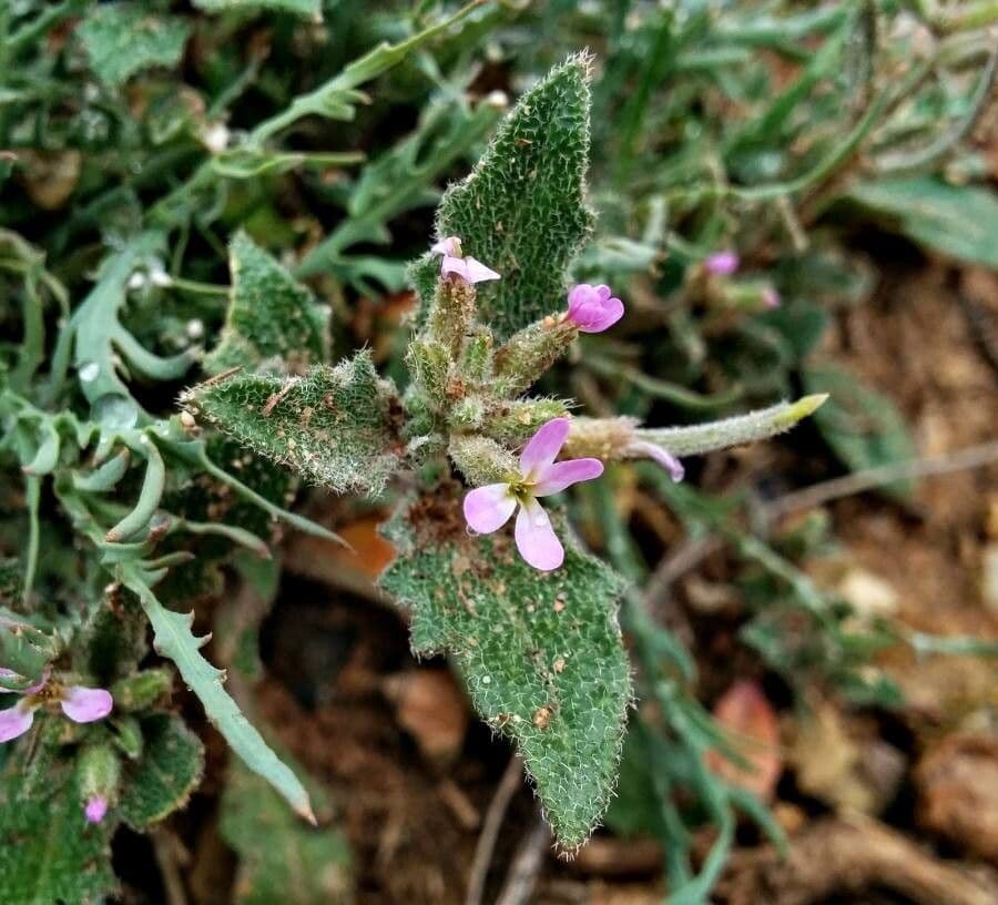 Malcolmia africana 7