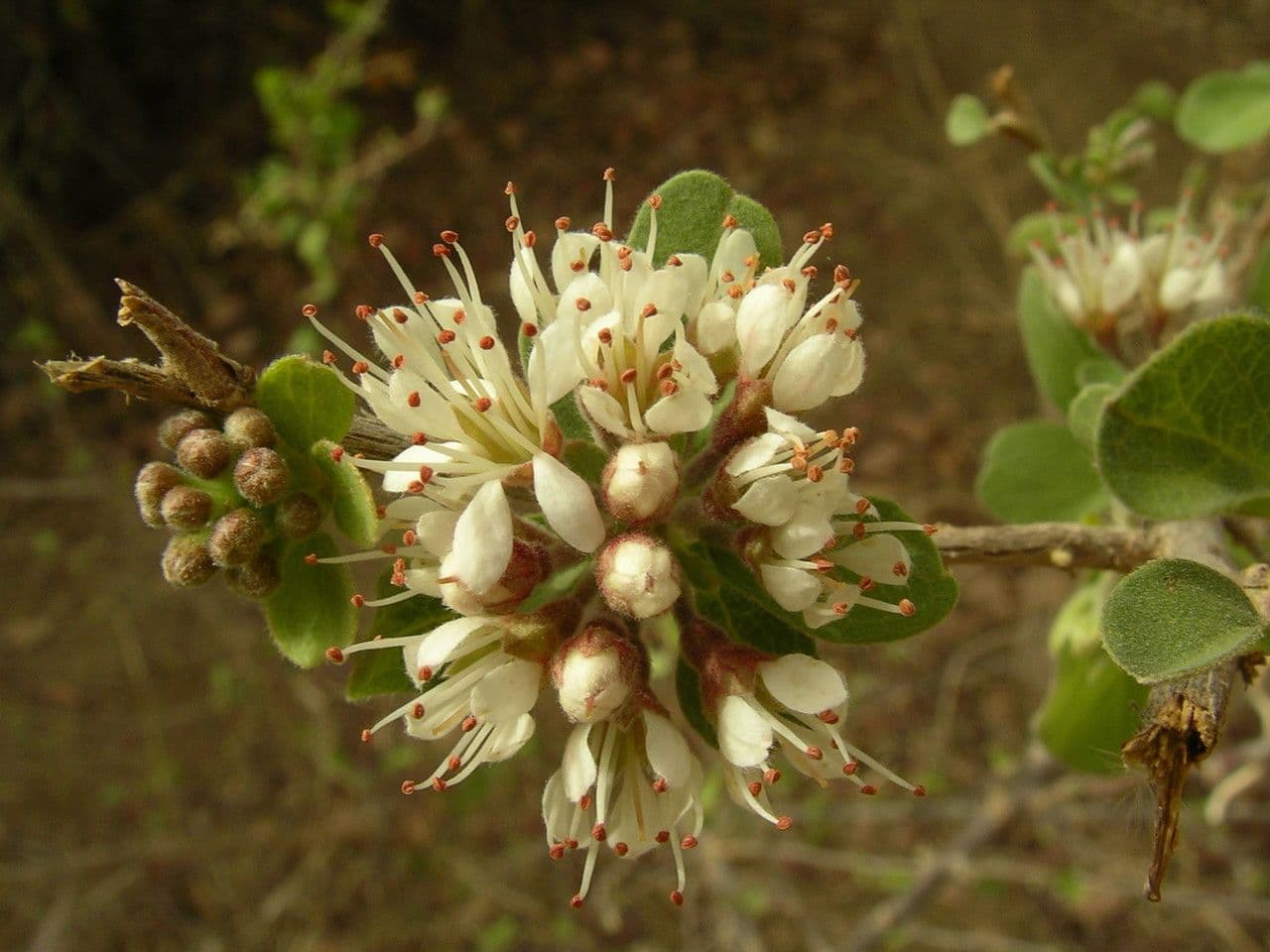 Combretum 10