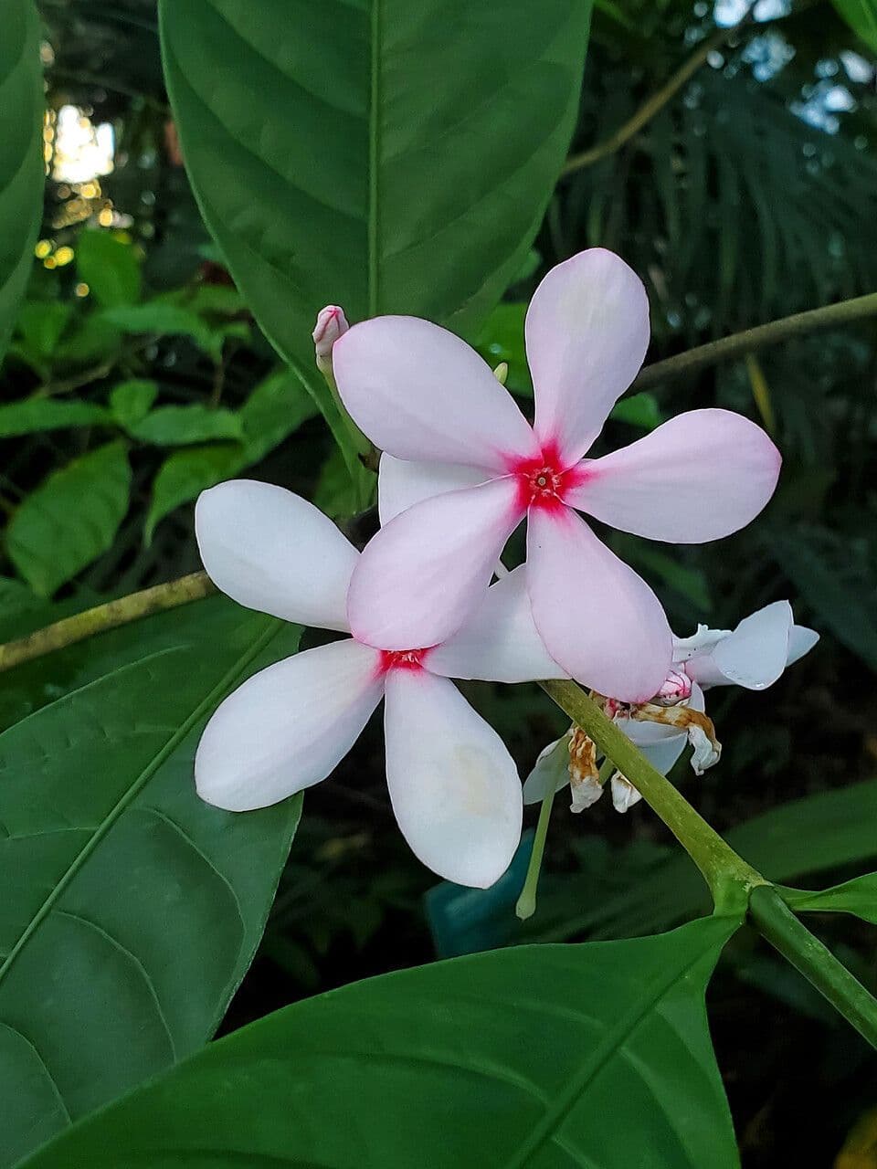 Kopsia 2