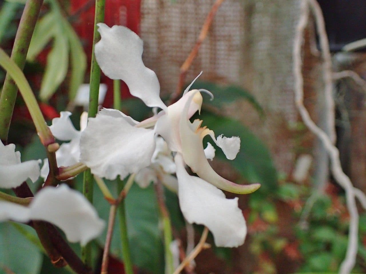 Papilionanthe 2