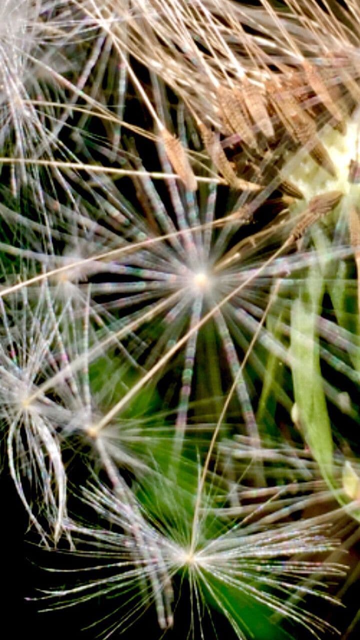 Hyoseris radiata 5