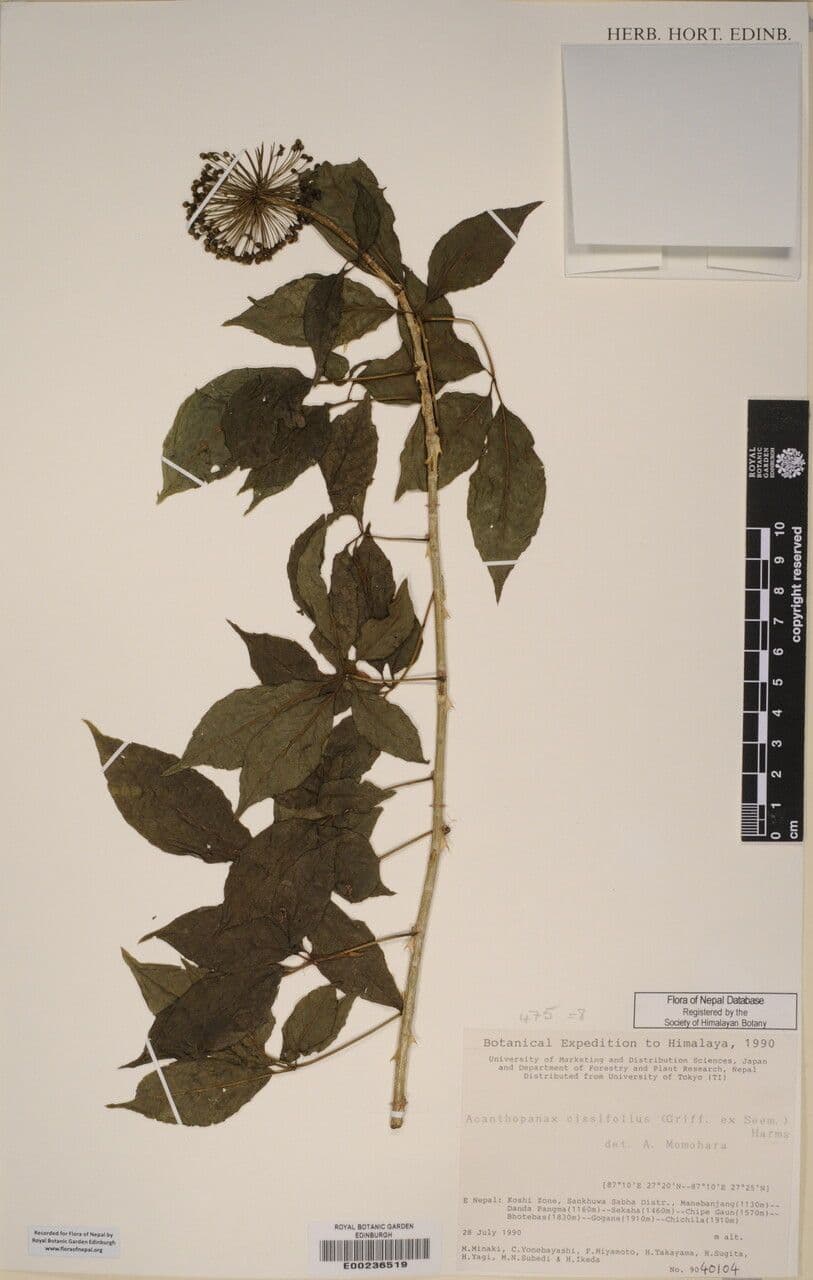 Eleutherococcus 9