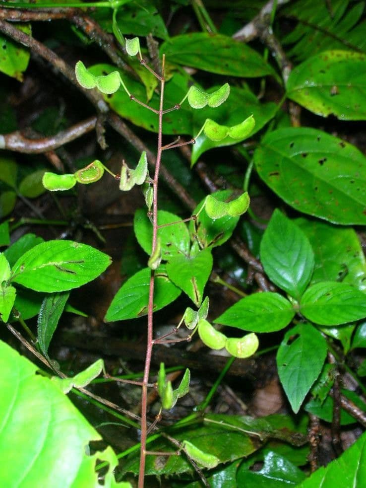Desmodium 10
