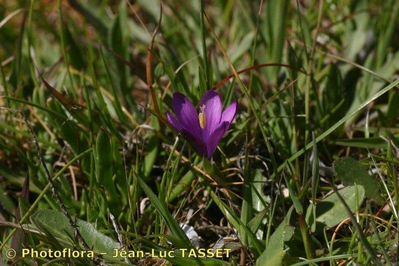 Romulea 9
