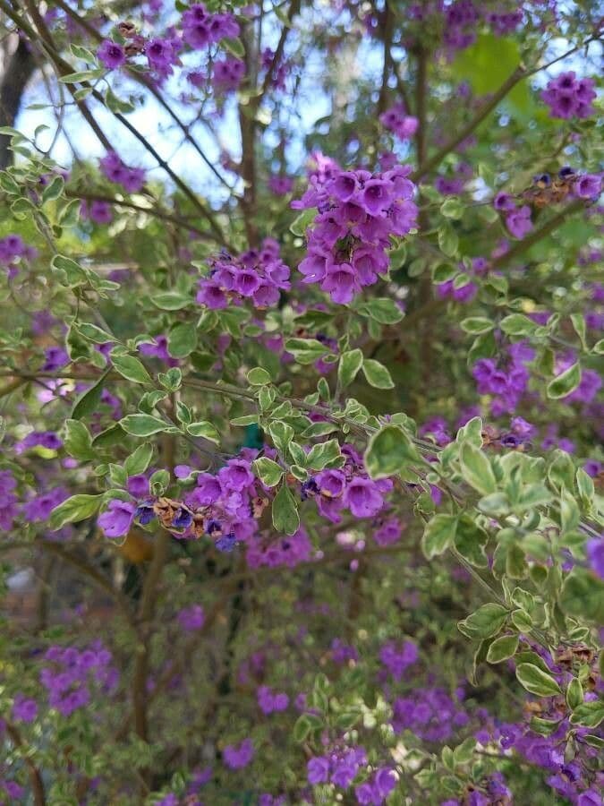 Prostanthera ovalifolia 9