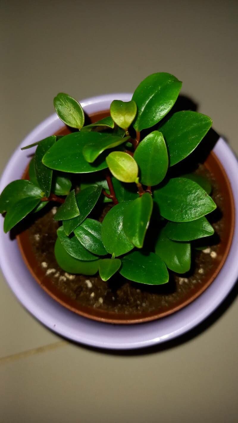 Peperomia glabra 11