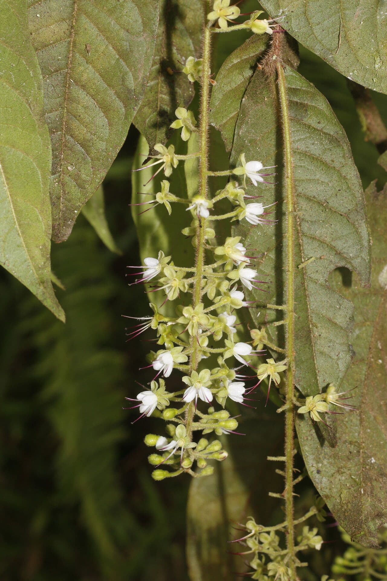 Hirtella 2