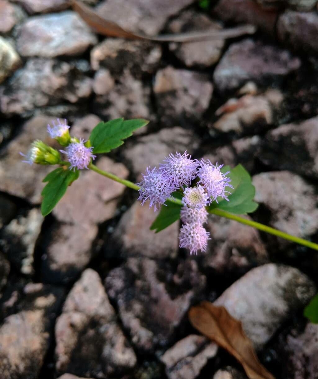 Praxelis 3