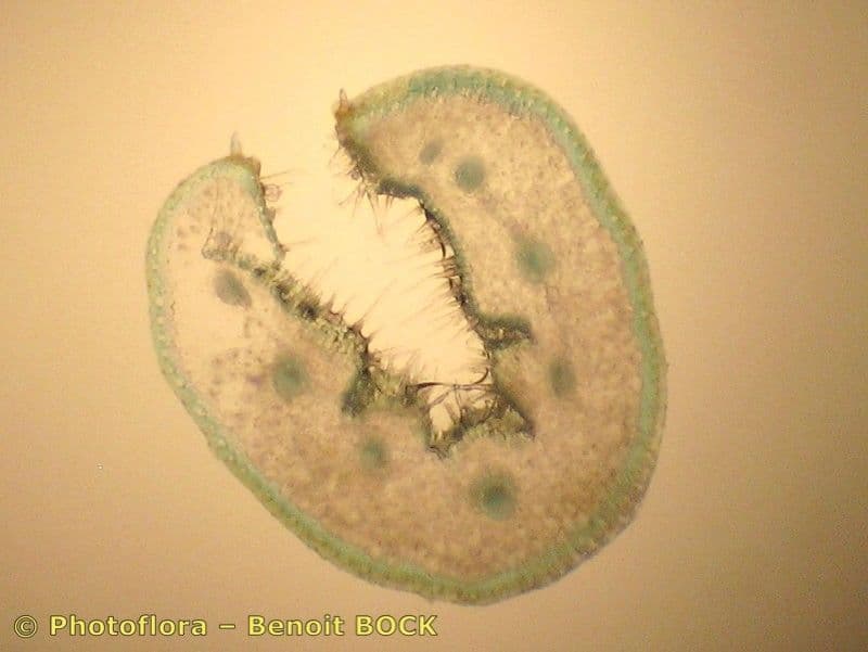 Festuca pallida 11