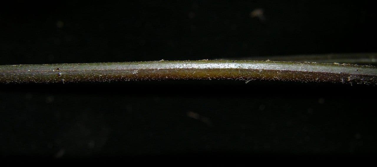 Pteris 4