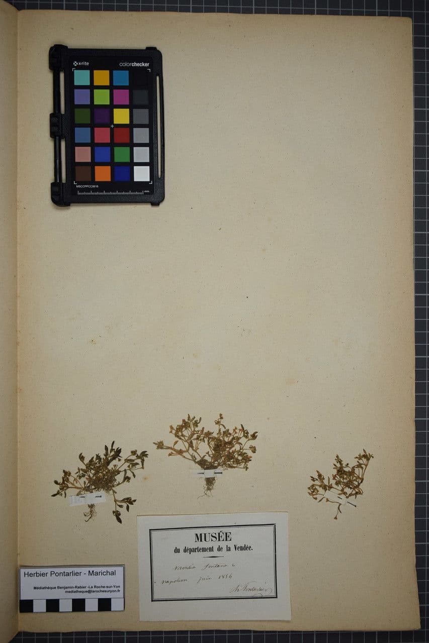 Coruja 24