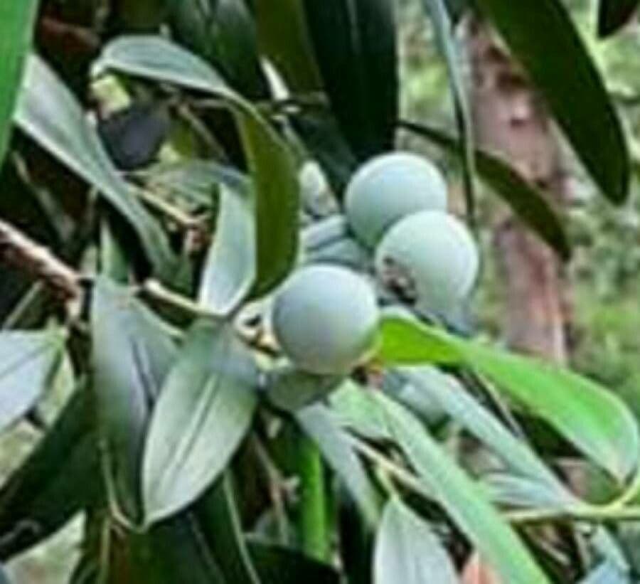 Hohe Podocarpus 4