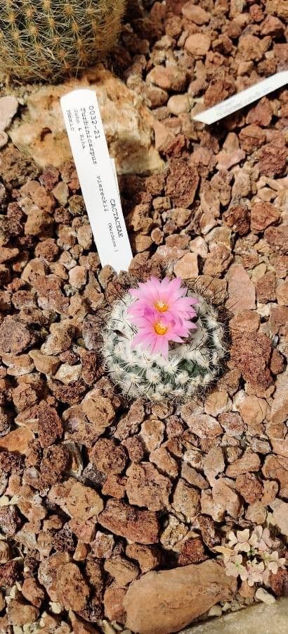 Turbinicarpus 2
