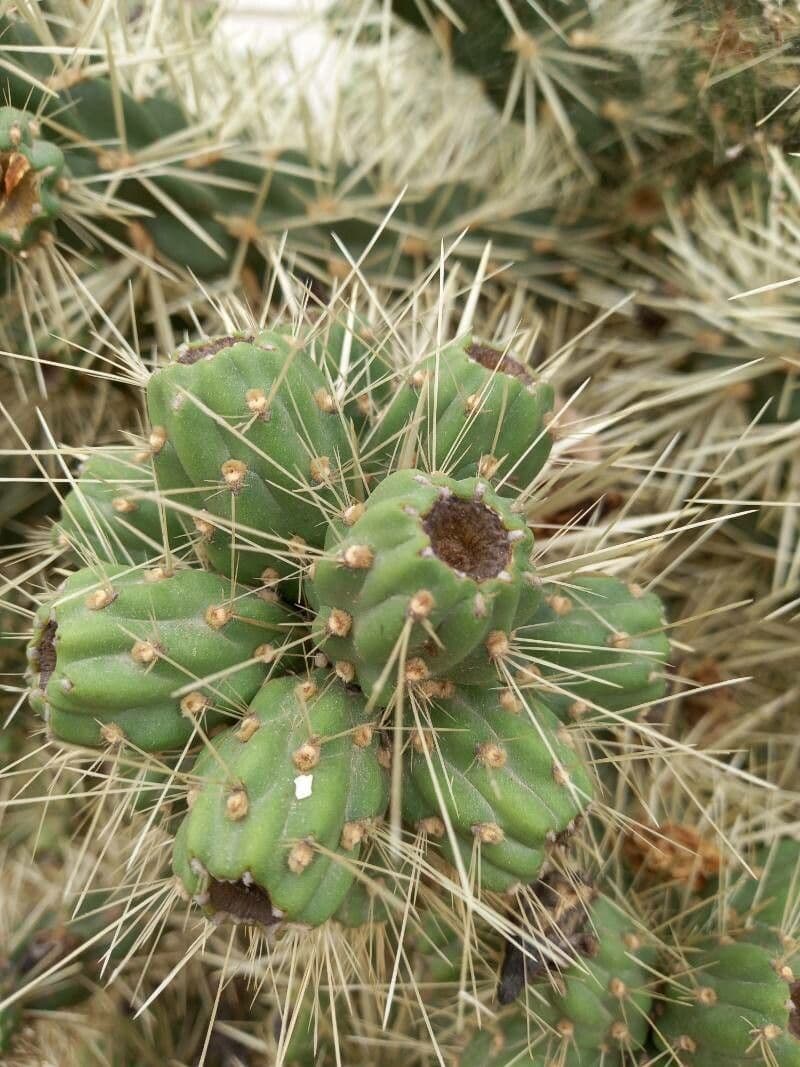 Ummantelte Cholla 3