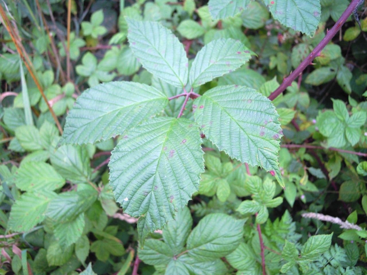 Rubus rudis 14