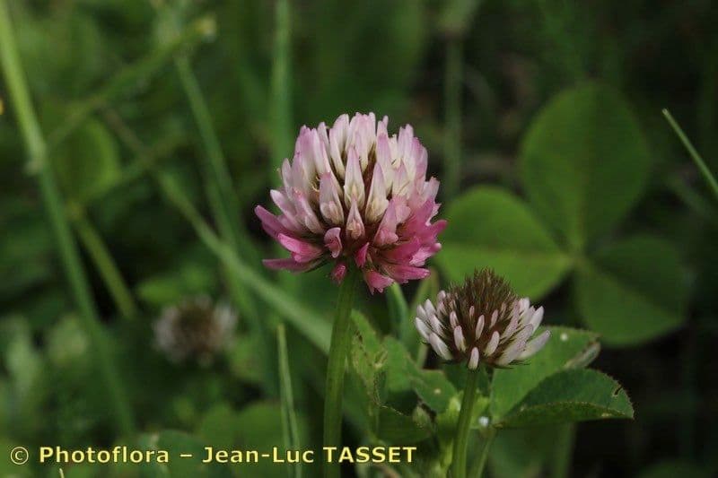 Trifoglio 5