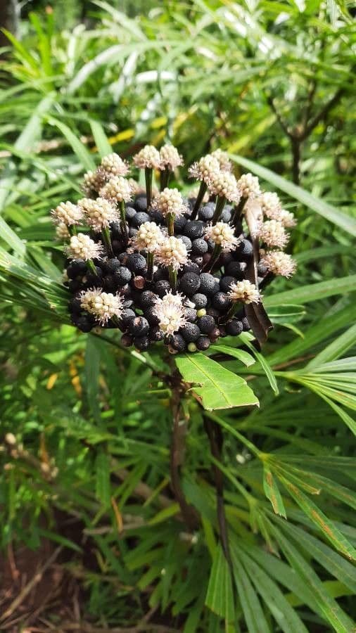 Osmoxylon 9