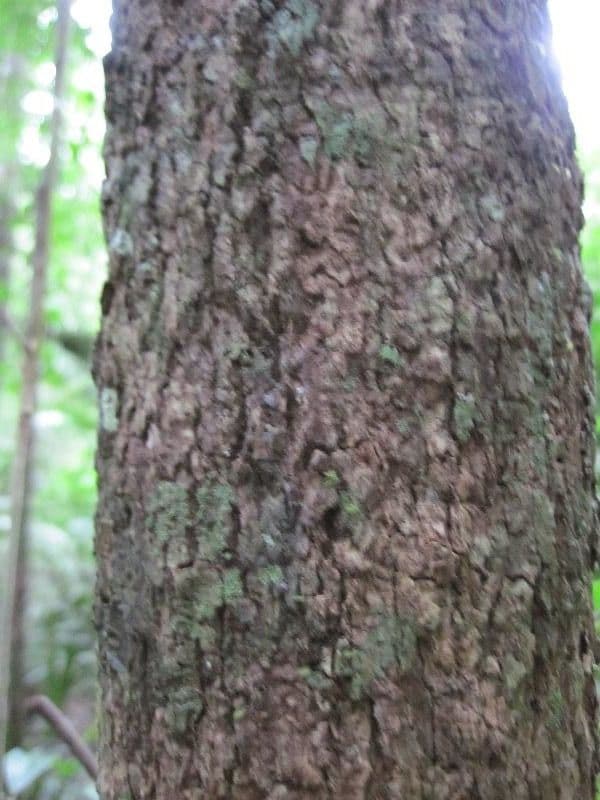 Eschweilera coriacea 13