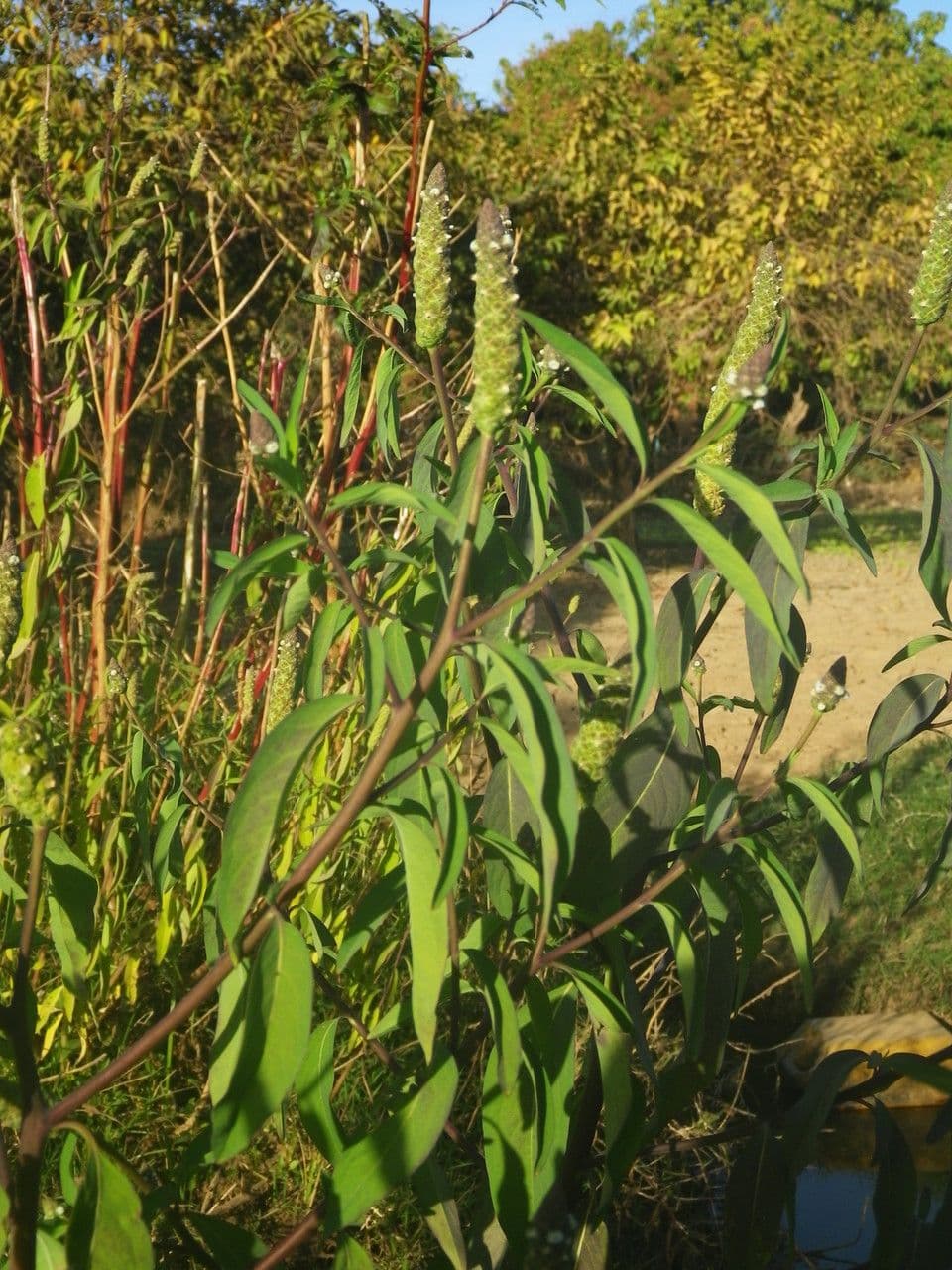 Sphenoclea 6