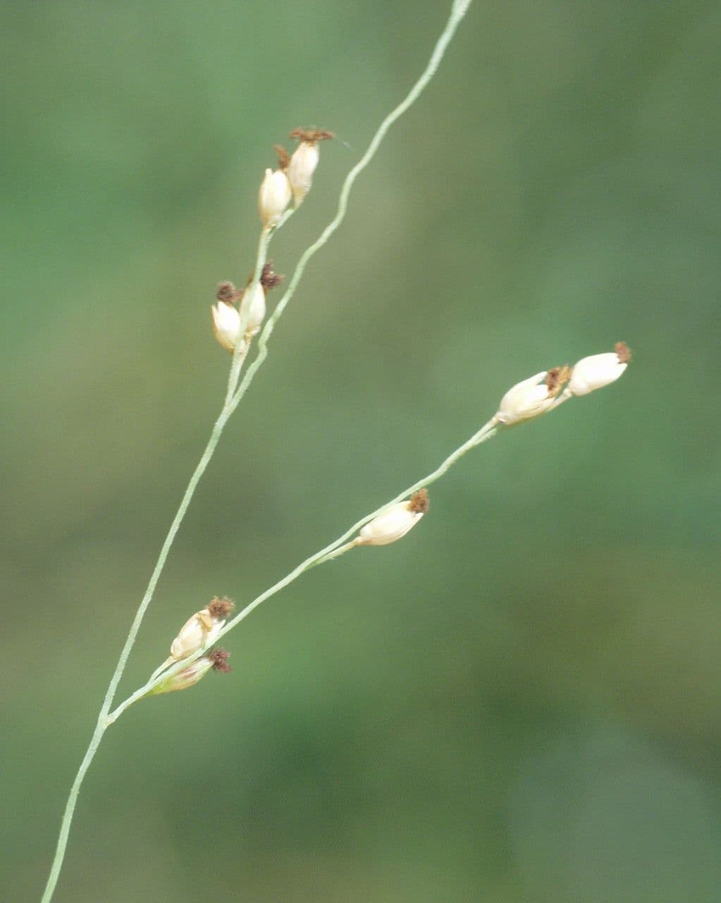 Kriechende Rispe 4
