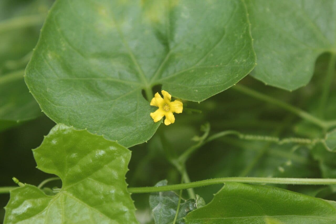 Melothria pendula 8