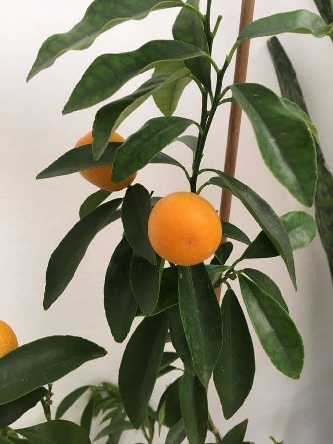 Kummerquats 5