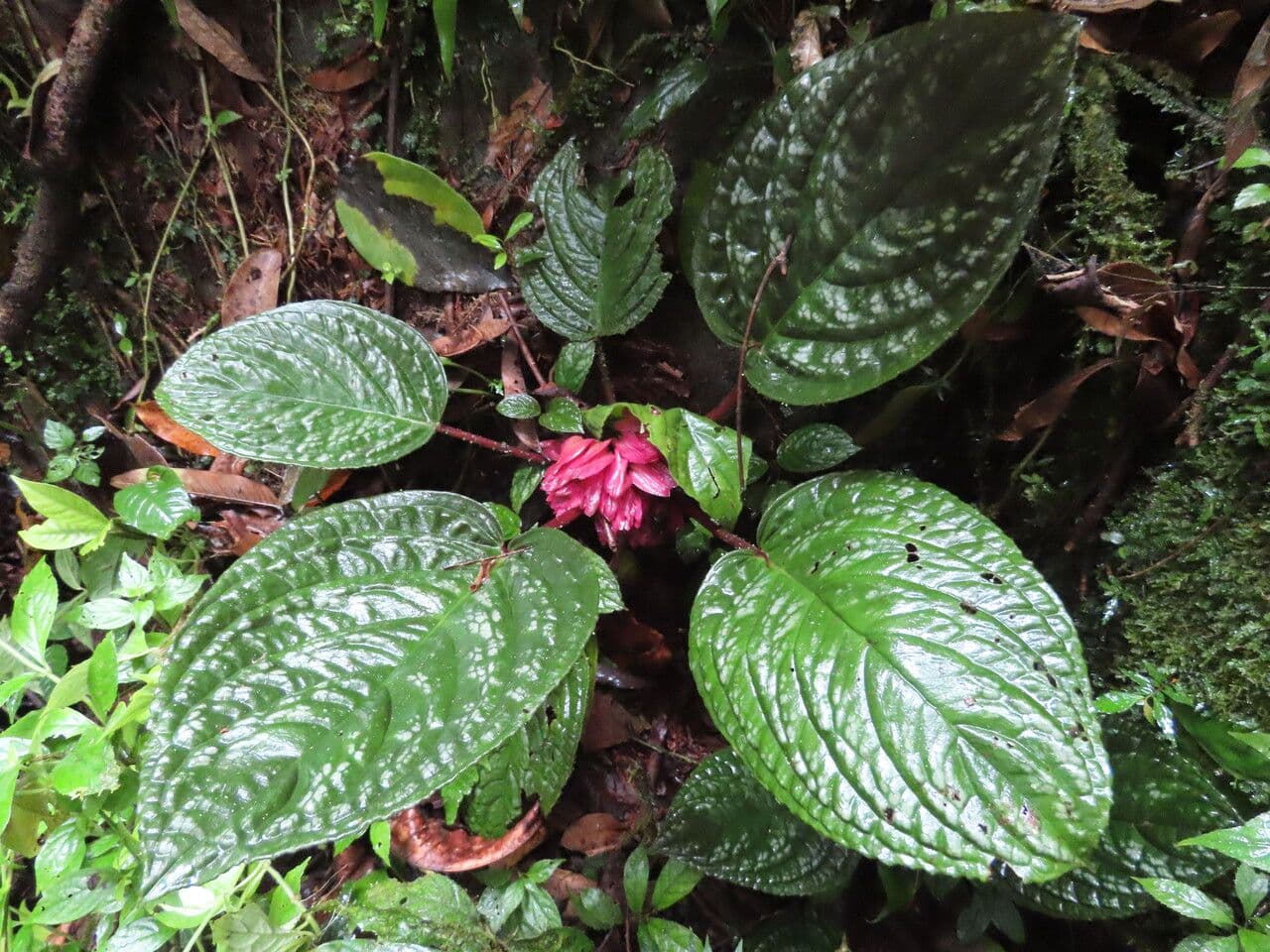 Drymonia 10