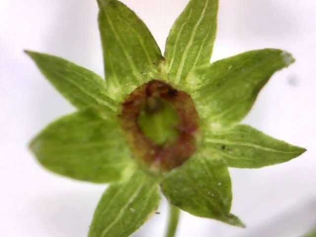 Alchemilla incisa