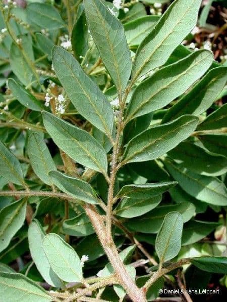 Guioa villosa 16