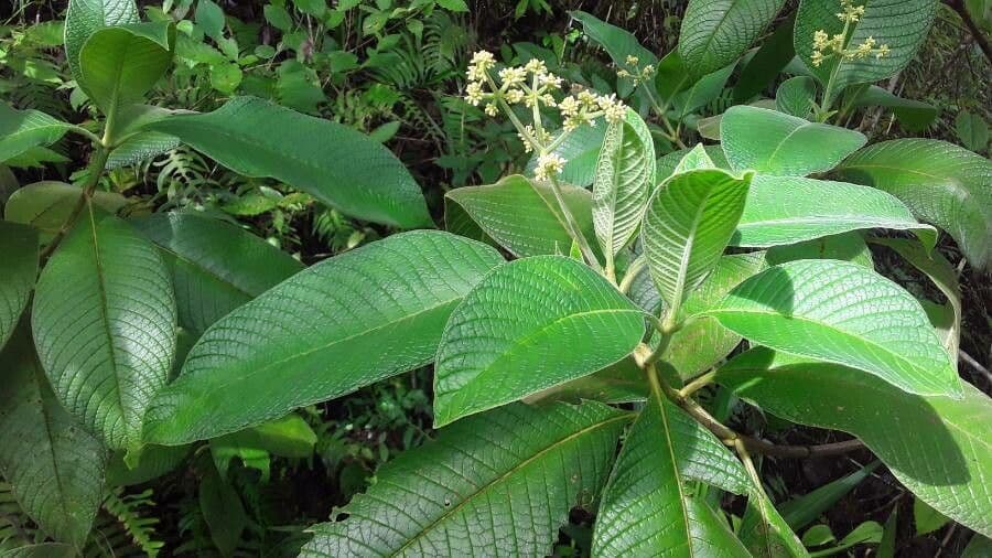 Psychotria 3