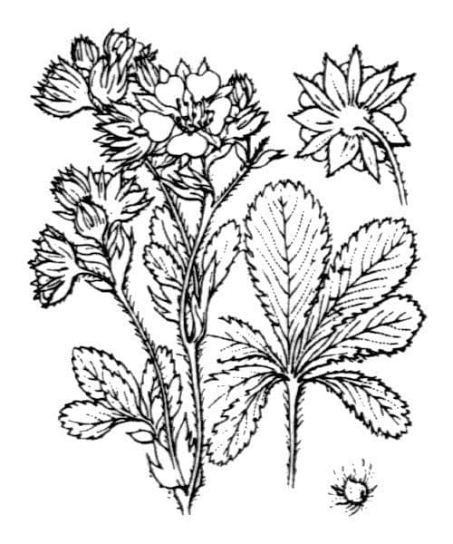 Potentilla valderiana 18