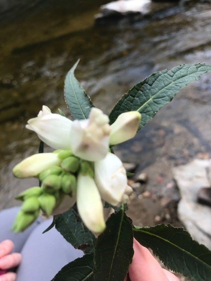 Chelone glabra 6
