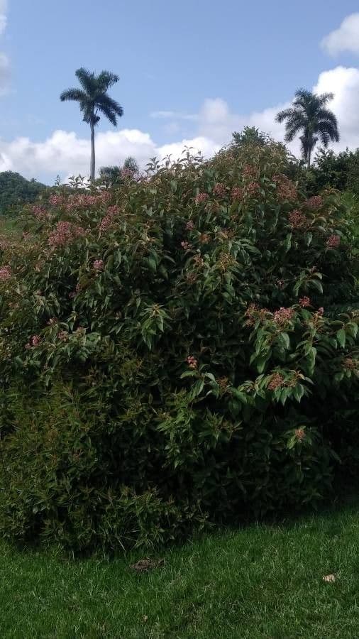 Miconia xalapská 11