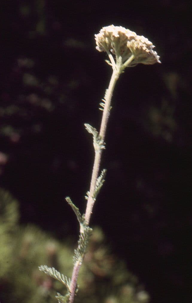 Achillea odorata 7