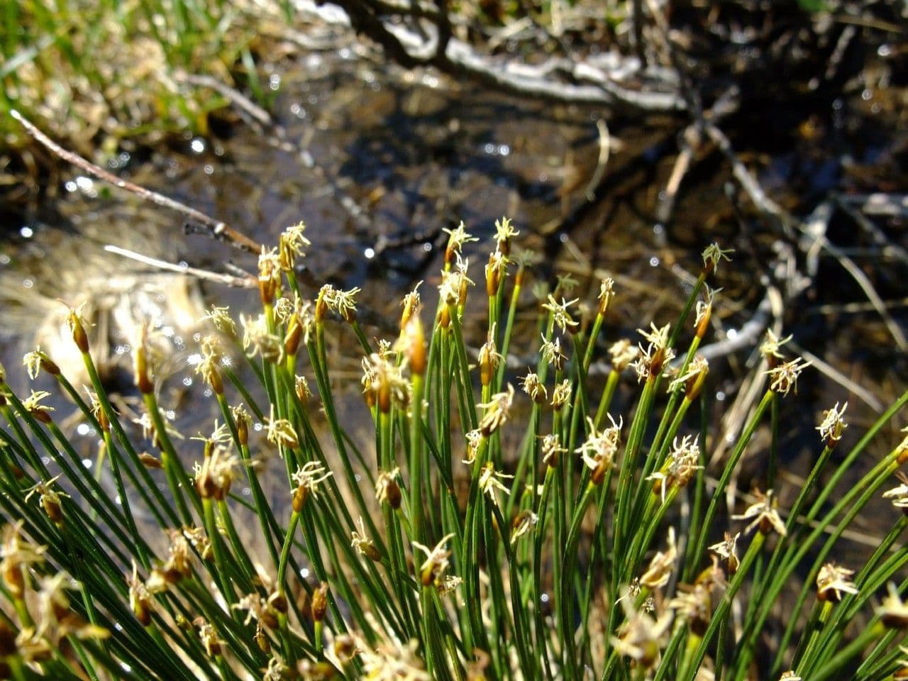 Giunco compressa 12